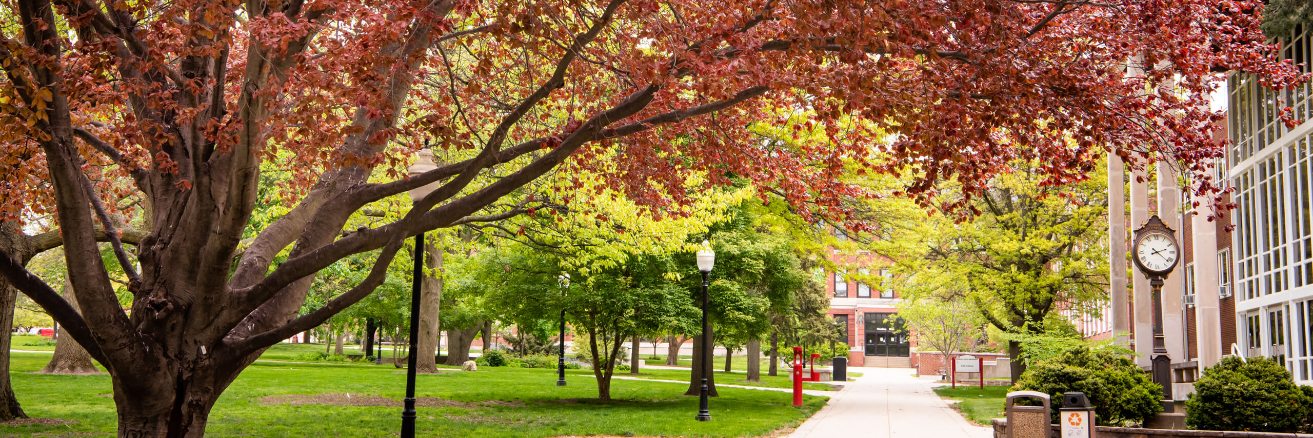 A cherry blossom tree on the quad.